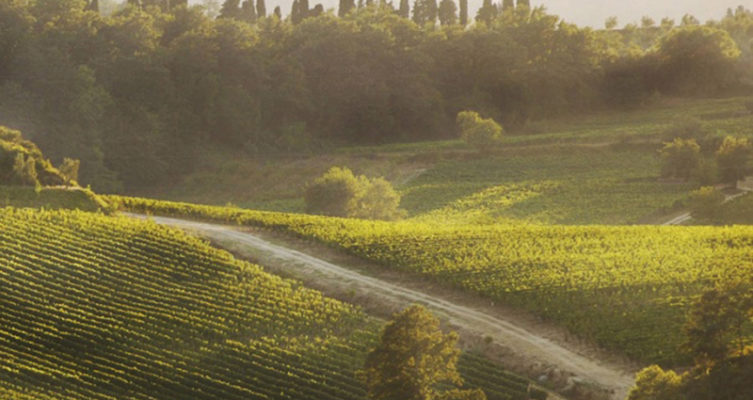 Saffer Wein Tenuta di Burchino