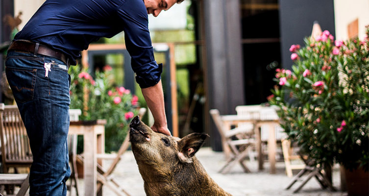 Genussgut Krispel Wollschwein